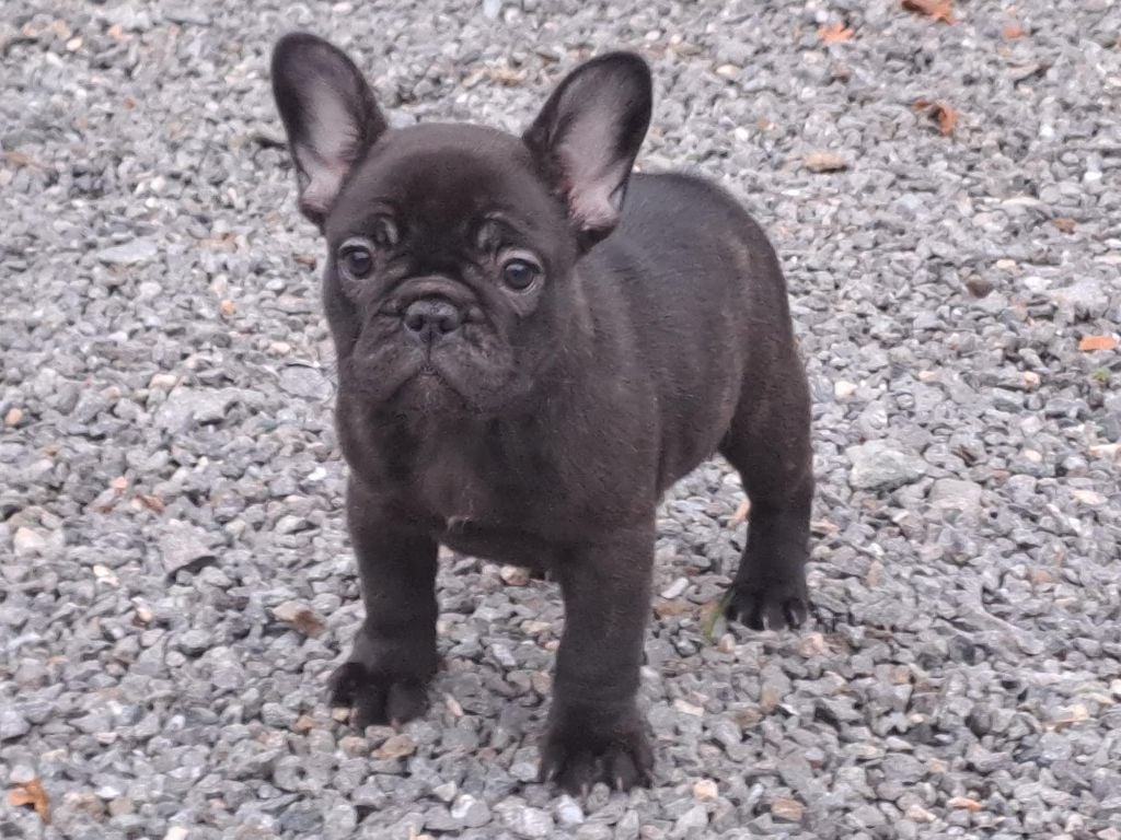 Des Joyaux D'Osiris - Chiots disponibles - Bouledogue français