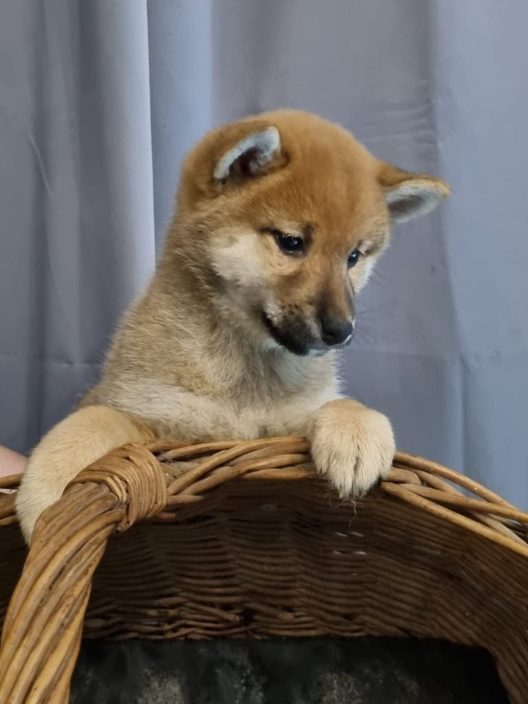 Du Domaine De Tal - Chiots disponibles - Shiba