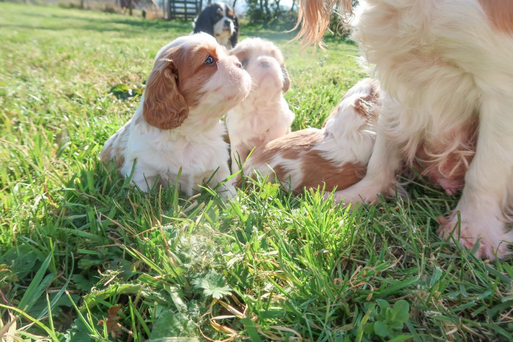 Dixie's Legacy - Cavalier King Charles Spaniel - Portée née le 11/01/2023