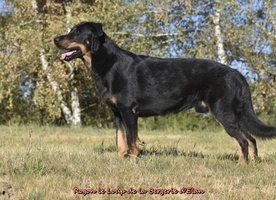 Une portée de chiots noirs et feux & arlequins est prévue mi-mars