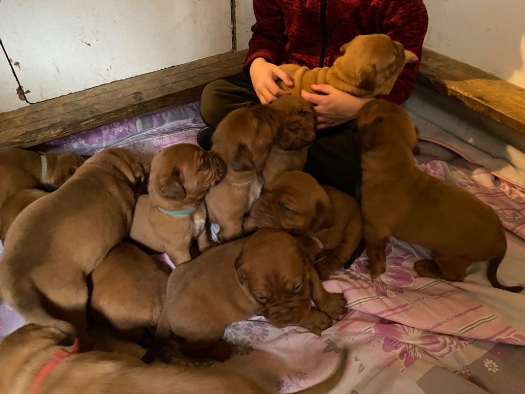 Chiot Dogue de Bordeaux Des Dogues Du Cancaïllau