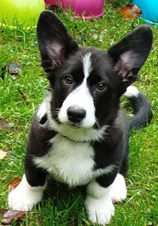 Du Sphinx Colibri - Chiots disponibles - Welsh Corgi Cardigan