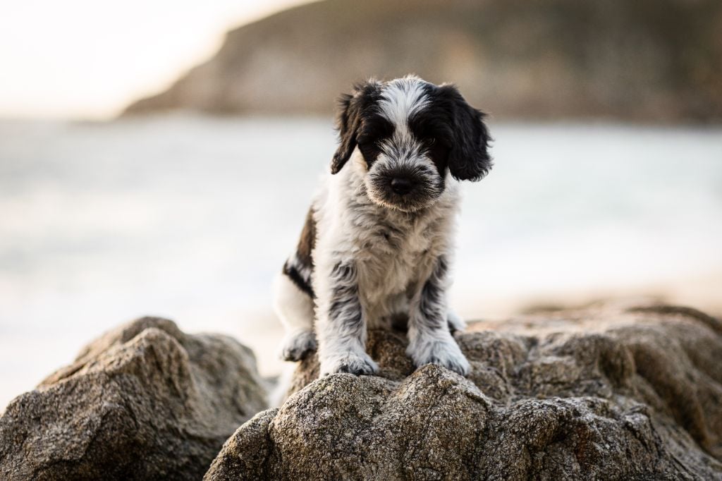 Des Loustics De Pen Ar Bed - Chiots disponibles - Schapendoes