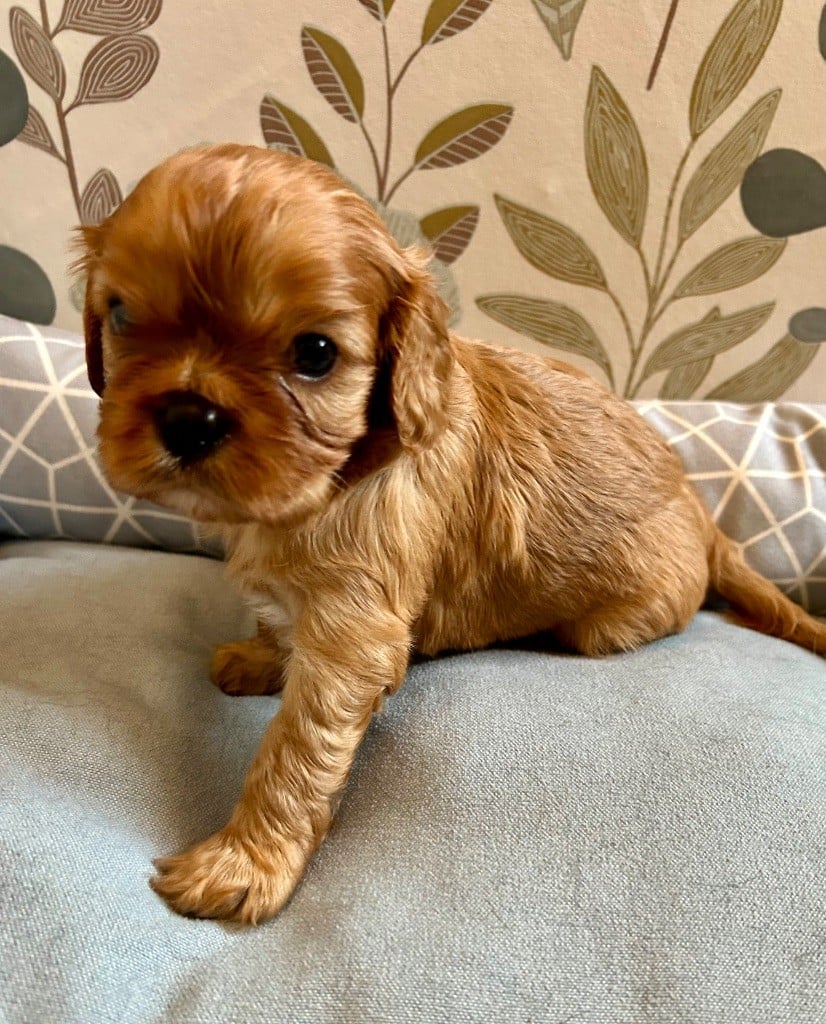 of Beauties the Isle - Chiots disponibles - Cavalier King Charles Spaniel