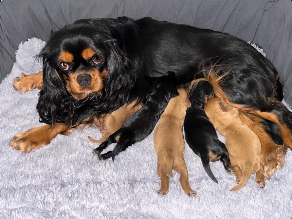 of Beauties the Isle - Cavalier King Charles Spaniel - Portée née le 14/01/2024