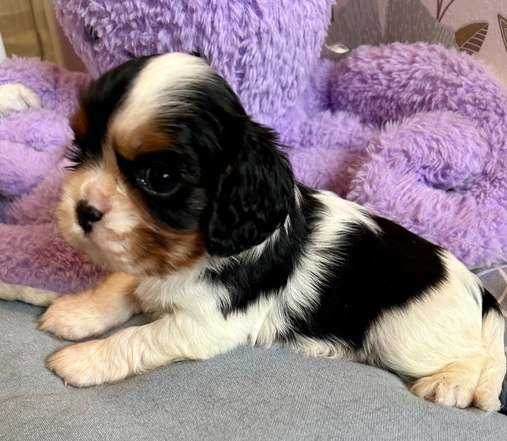 of Beauties the Isle - Chiots disponibles - Cavalier King Charles Spaniel