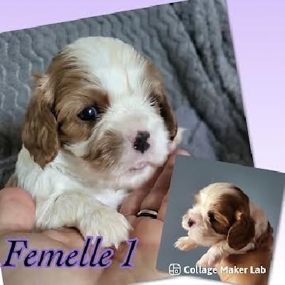 femelle 1