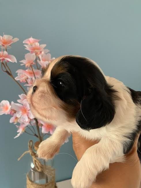 of Beauties the Isle - Cavalier King Charles Spaniel - Portée née le 22/08/2023