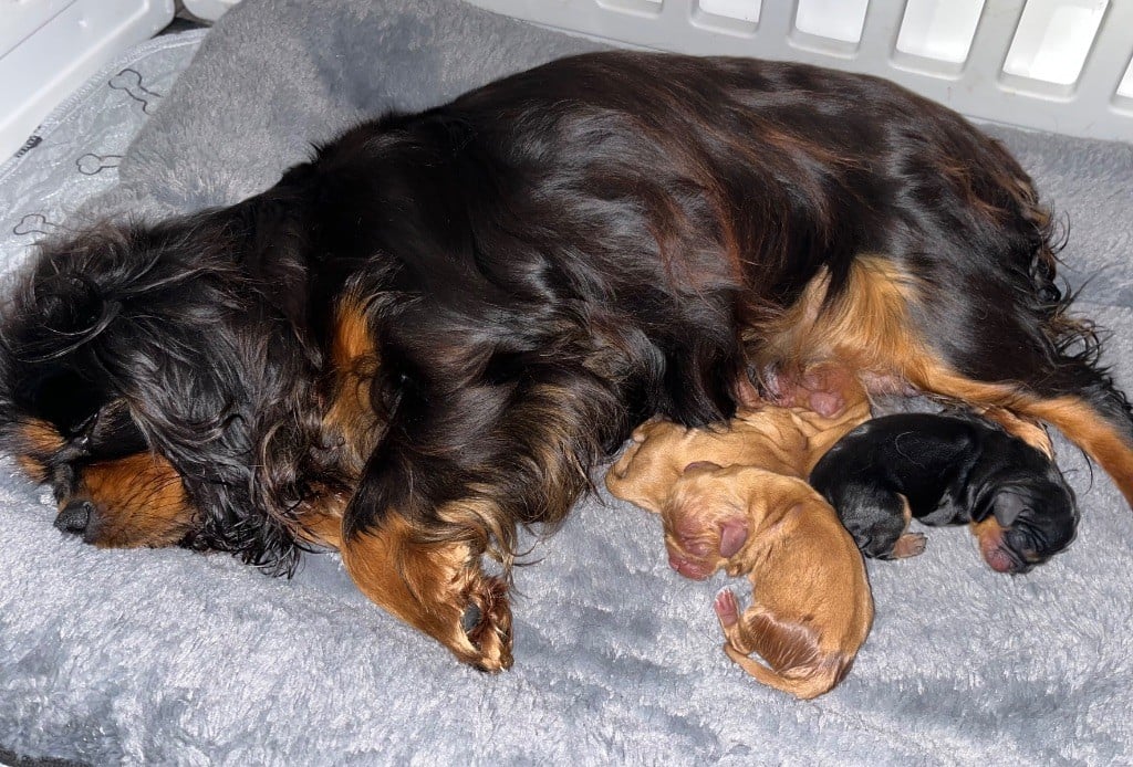 of Beauties the Isle - Cavalier King Charles Spaniel - Portée née le 21/12/2024