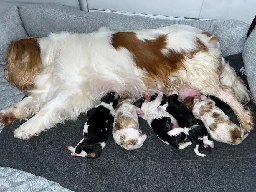 of Beauties the Isle - Cavalier King Charles Spaniel - Portée née le 11/08/2024