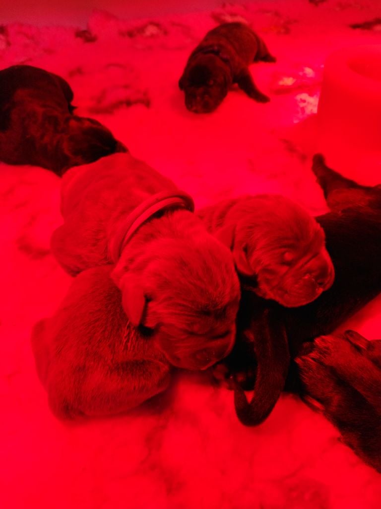 Chiot Cane Corso Du Domaine De Kiaya