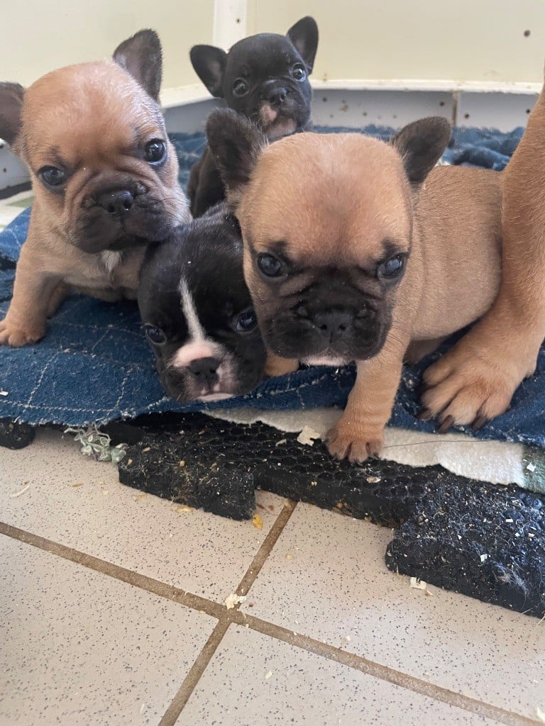 Du Fort De Circé - Chiots disponibles - Bouledogue français