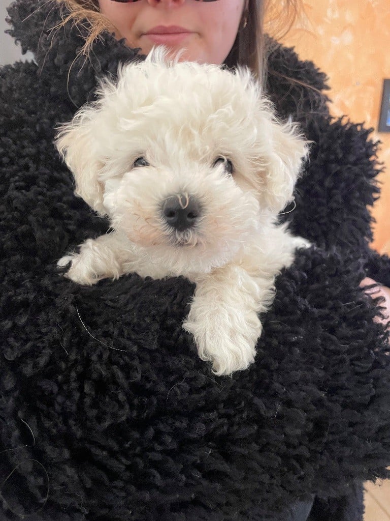 Du Fort De Circé - Chiots disponibles - Bichon Frise