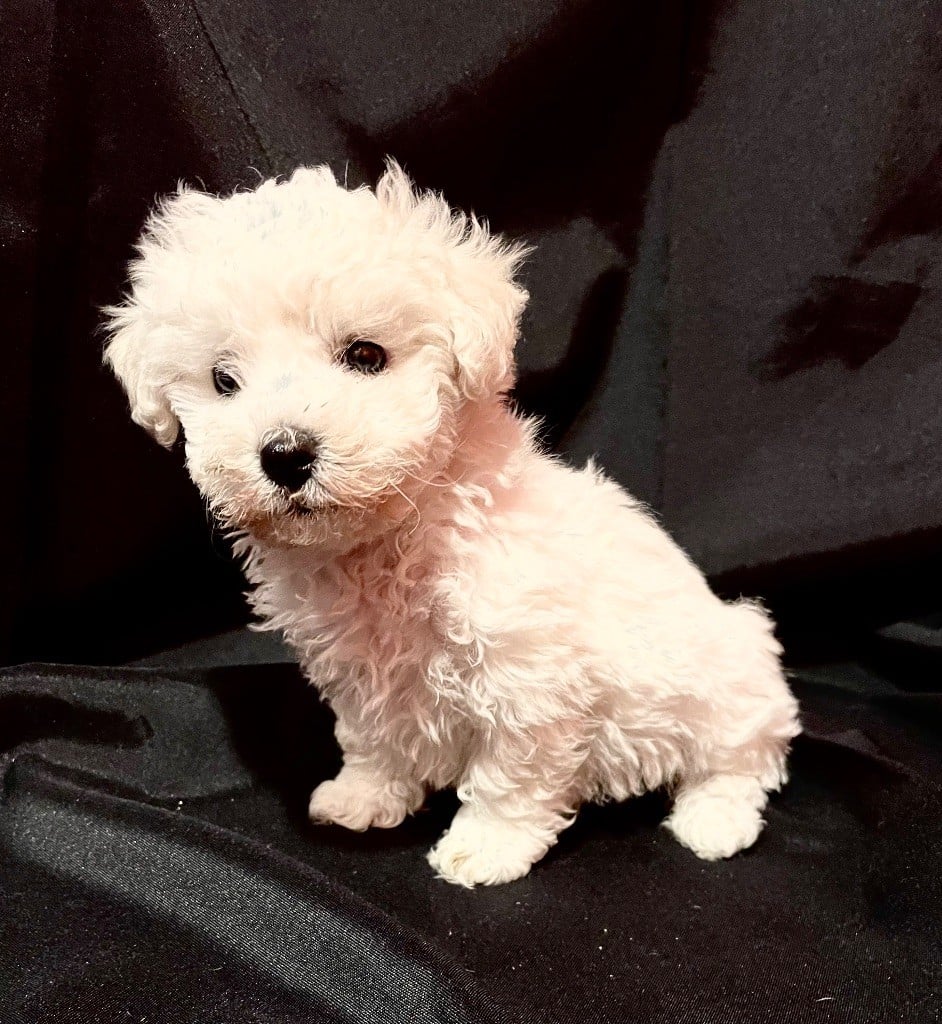 Du Fort De Circé - Chiots disponibles - Bichon Frise