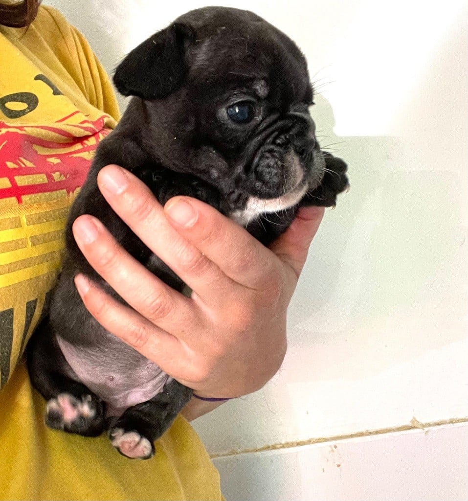 Du Fort De Circé - Chiots disponibles - Bouledogue français