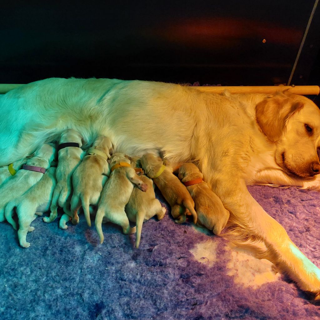 De La Cuvée Des Golden Boss - Golden Retriever - Portée née le 08/12/2023