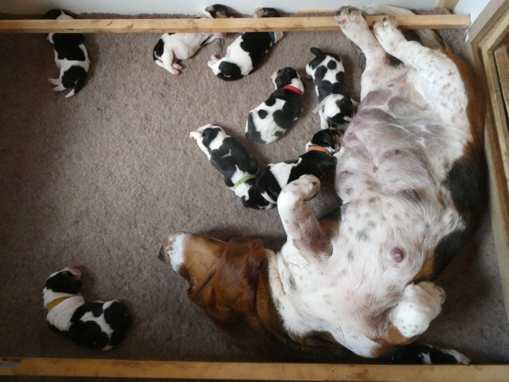 Chiot Basset Hound Des Contrées Alpines