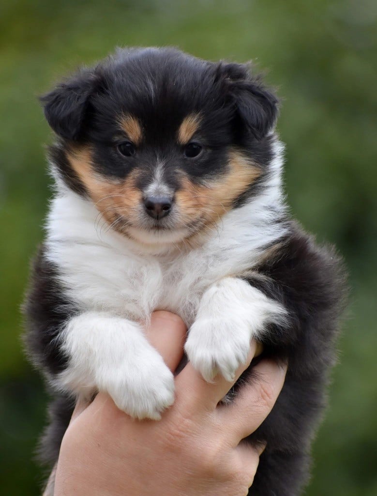 Astra Meum - Chiots disponibles - Shetland Sheepdog