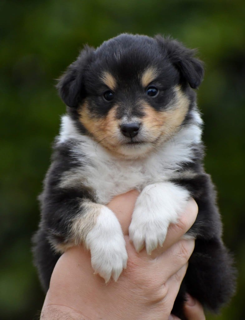 Astra Meum - Chiots disponibles - Shetland Sheepdog