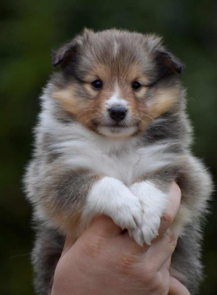 Astra Meum - Chiots disponibles - Shetland Sheepdog