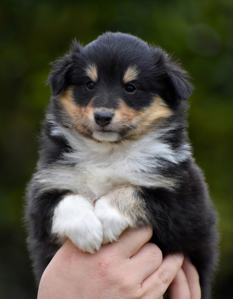 Astra Meum - Chiots disponibles - Shetland Sheepdog