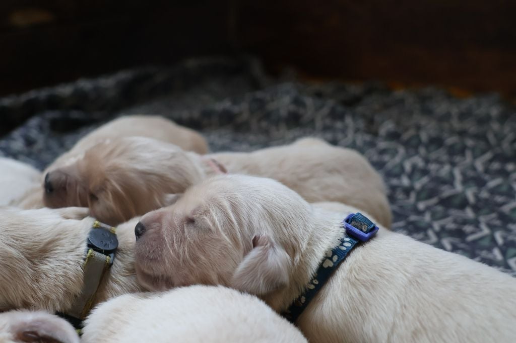 Yannick Percheron - Golden Retriever - Portée née le 03/06/2024