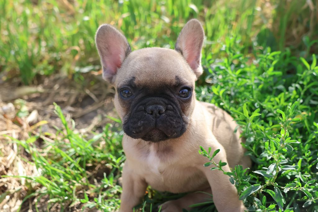 Yannick Percheron - Chiots disponibles - Bouledogue français