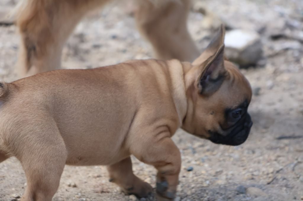 Yannick Percheron - Chiots disponibles - Bouledogue français