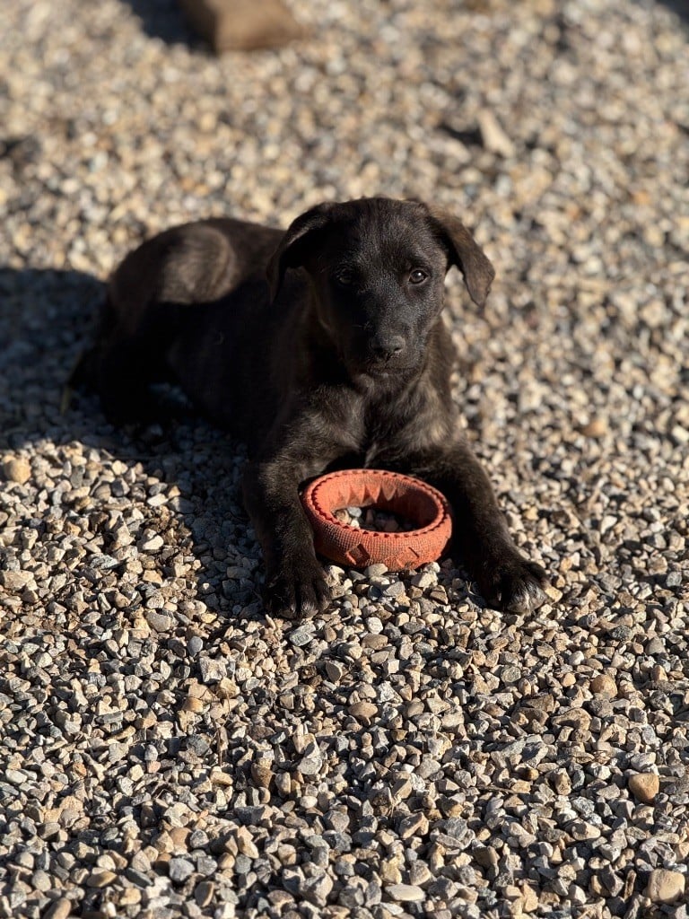 Des Joyaux D'Orsini - Chiots disponibles - Cursinu