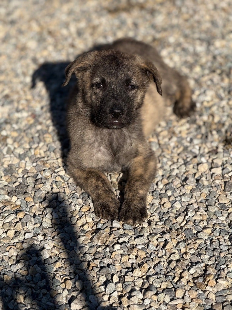 Des Joyaux D'Orsini - Chiots disponibles - Cursinu