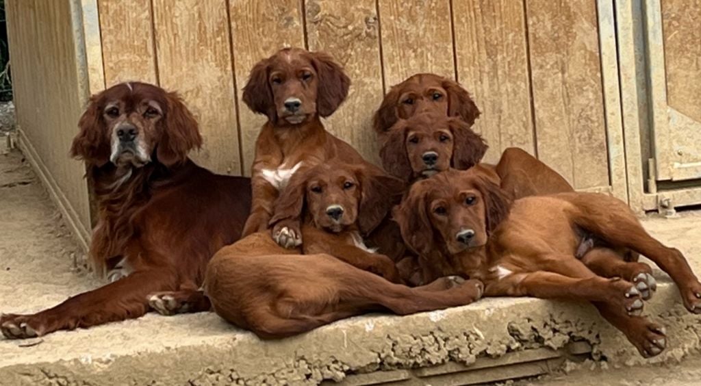 Chiot Setter irlandais rouge Dera Toural D'Aubrac