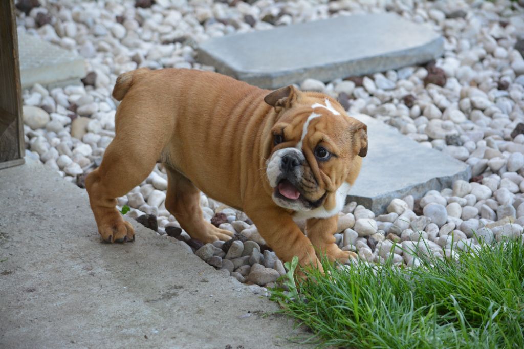 Zaze Royale Pepite Dog - Chiots disponibles - Bulldog Anglais