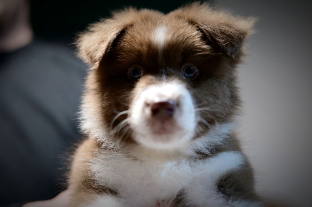 Of The Rainbow Goose Shepherd - Chiots disponibles - Berger Australien