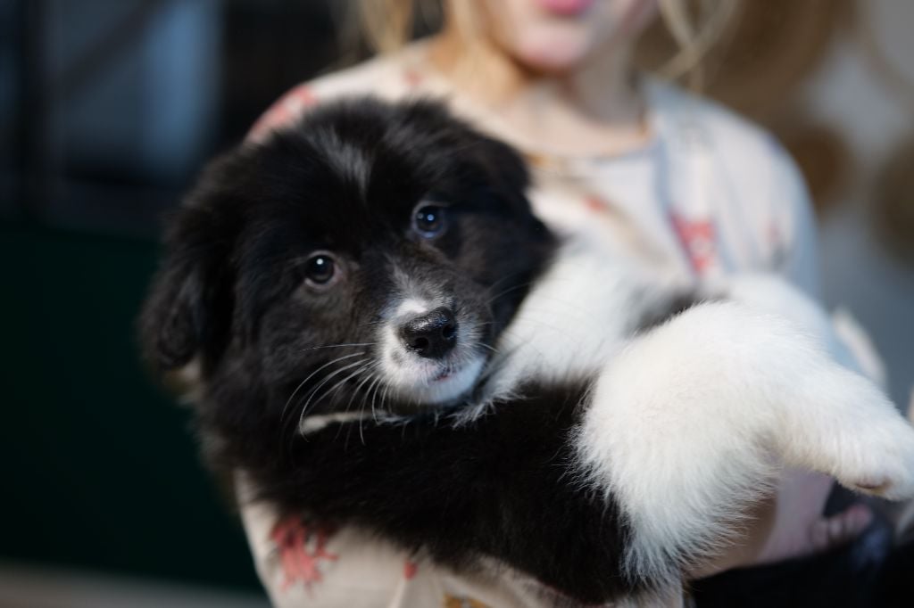 Of The Rainbow Goose Shepherd - Chiots disponibles - Berger Australien