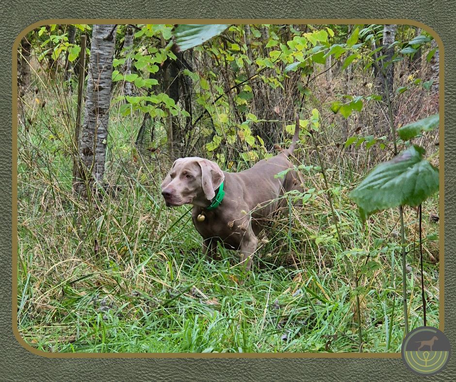 Roxy de Gray Ghost de la Chevalerie cotation 4