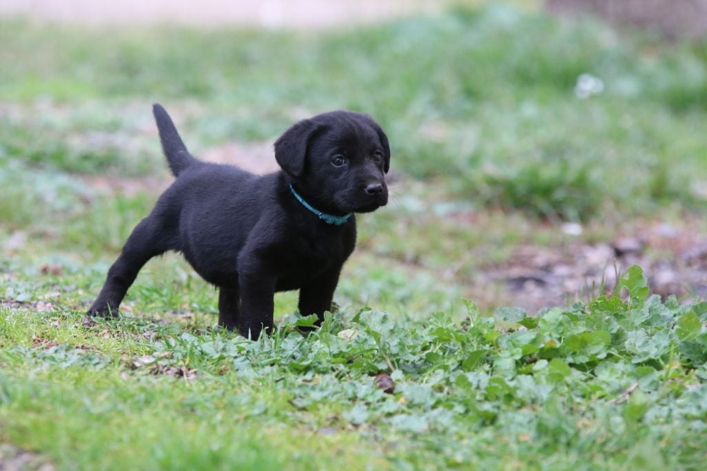 Du Chocolat Surprise - Chiots disponibles - Labrador Retriever