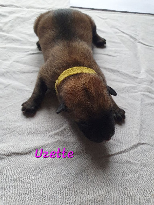 Uzette