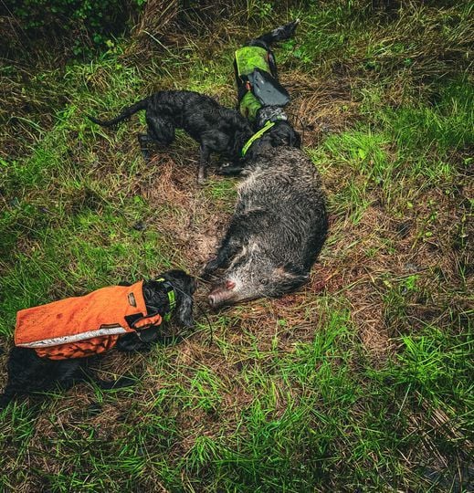 Des Vestiges Du Moulin - C'est parti pour une nouvelle saison de chasse