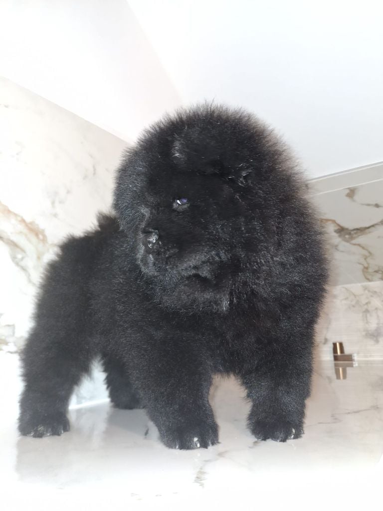 De La Maison Du Chow Chow - Chiots disponibles - Chow Chow