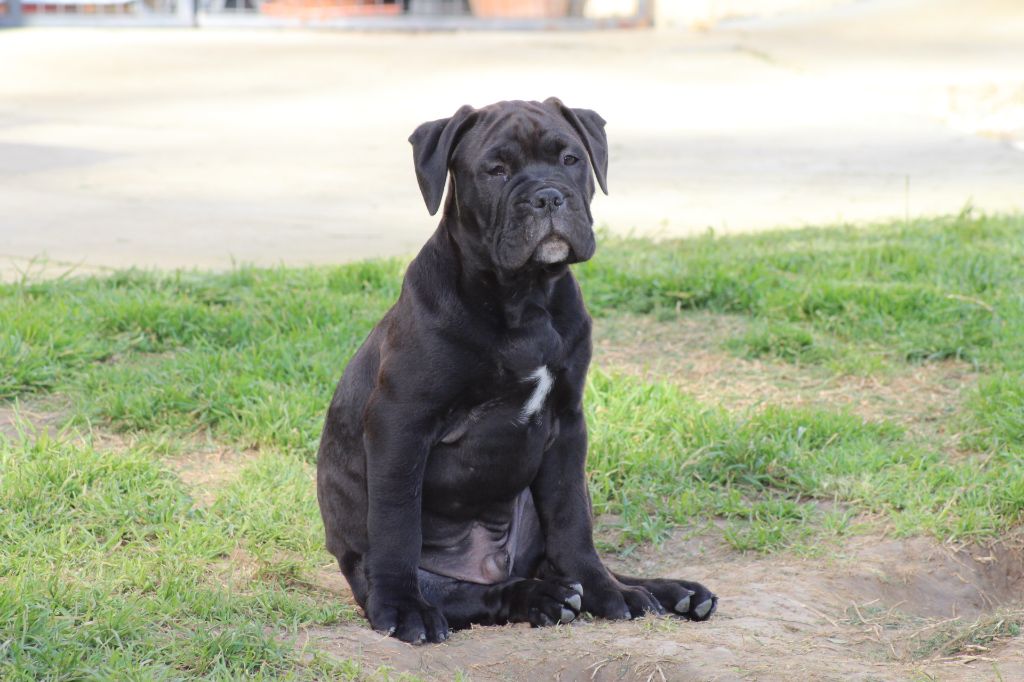 Des Contis De La Fontaine - Chiots disponibles - Bulldog continental