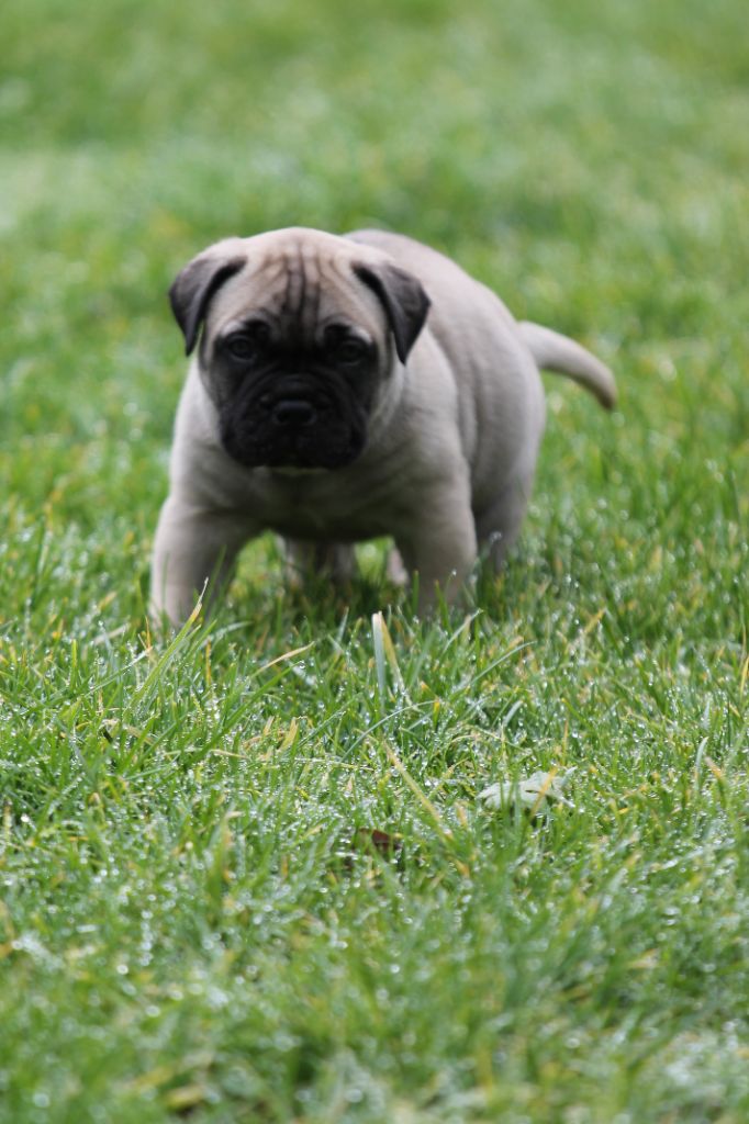 The Archer Of Little Oven S Bull - Chiots disponibles - Bullmastiff