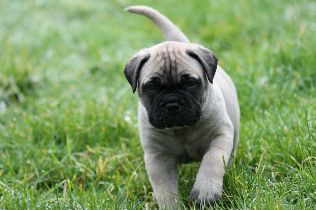 The Archer Of Little Oven S Bull - Chiots disponibles - Bullmastiff