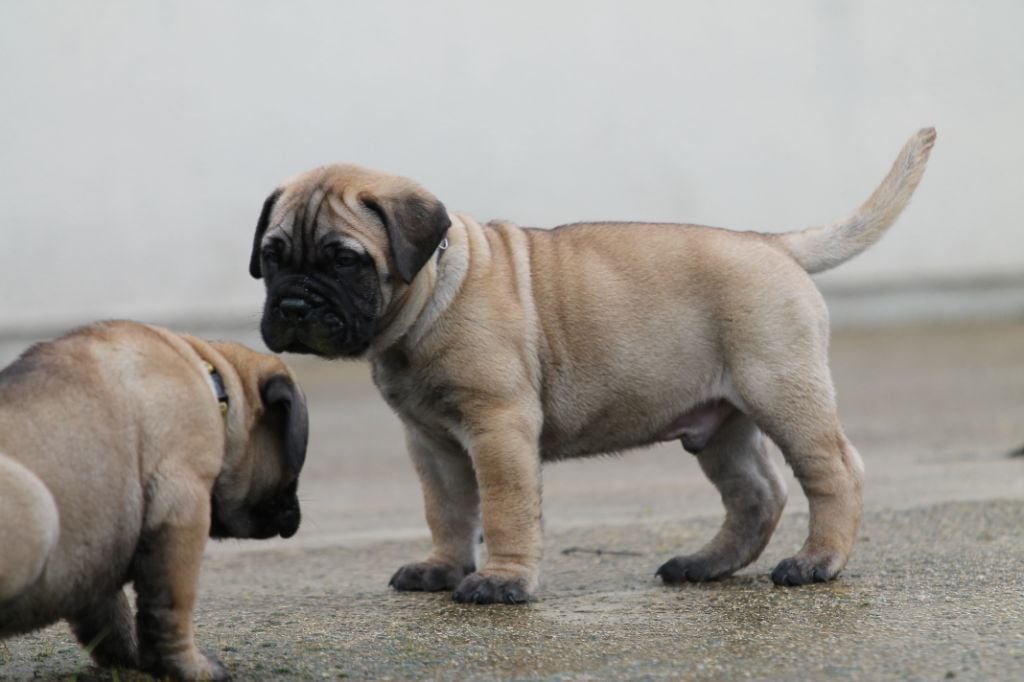 The Archer Of Little Oven S Bull - Chiots disponibles - Bullmastiff