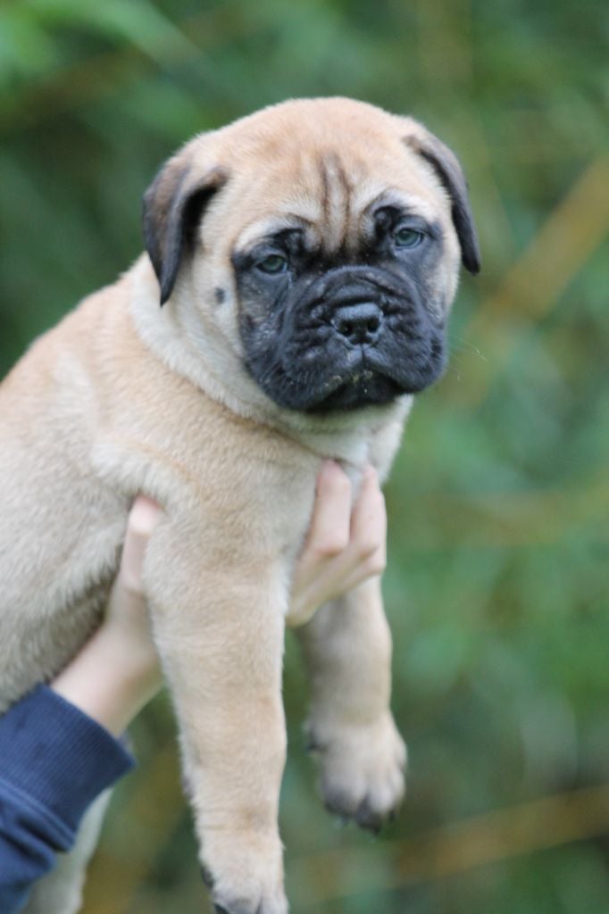 The Archer Of Little Oven S Bull - Chiots disponibles - Bullmastiff