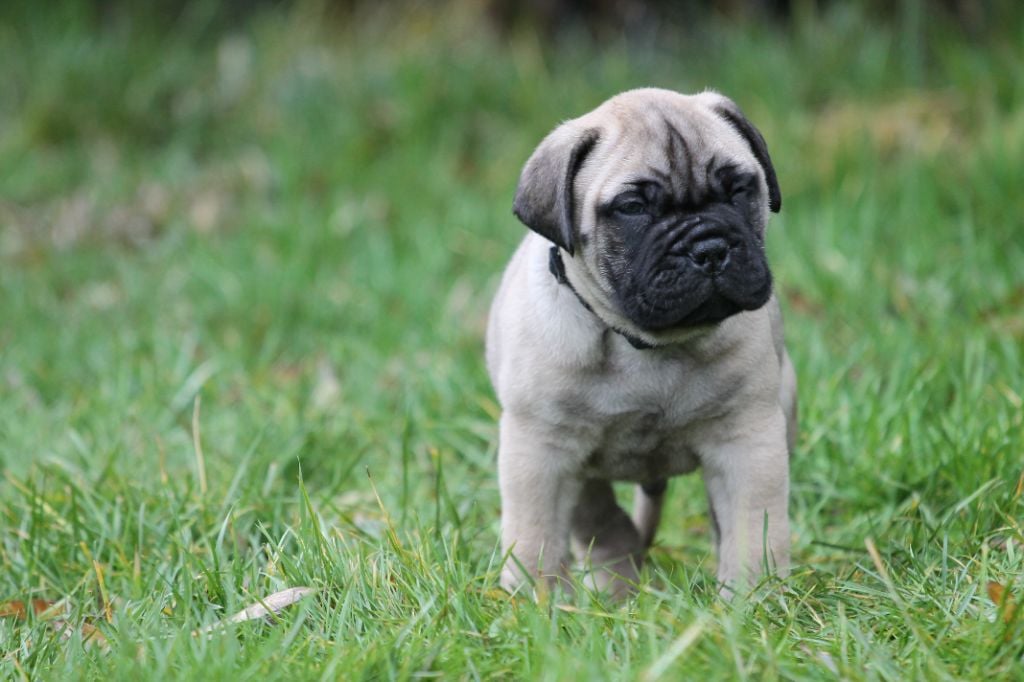 The Archer Of Little Oven S Bull - Chiots disponibles - Bullmastiff