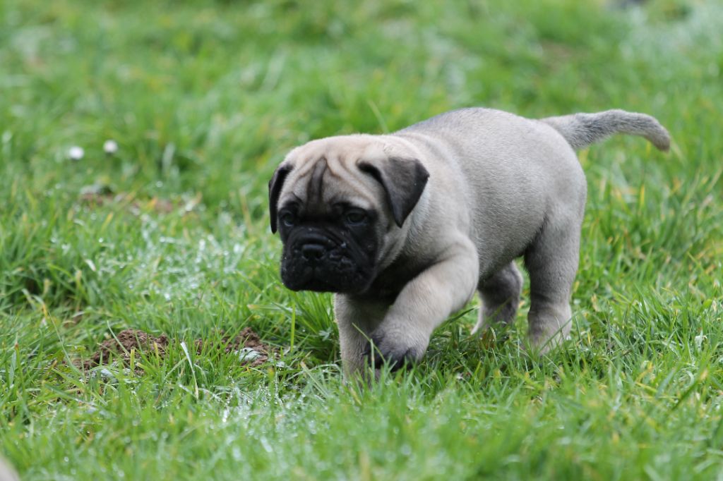 The Archer Of Little Oven S Bull - Chiots disponibles - Bullmastiff