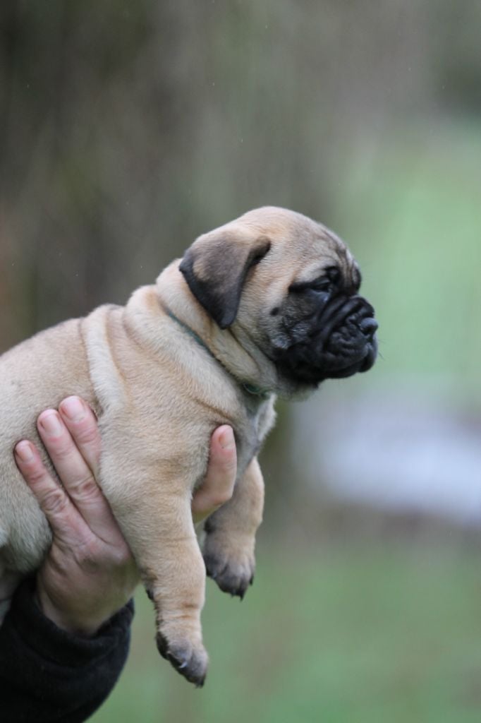 The Archer Of Little Oven S Bull - Chiots disponibles - Bullmastiff