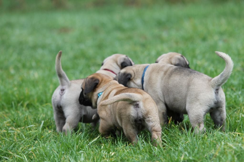 Chiot Bullmastiff The Archer Of Little Oven S Bull