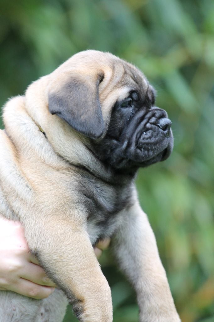 The Archer Of Little Oven S Bull - Chiots disponibles - Bullmastiff