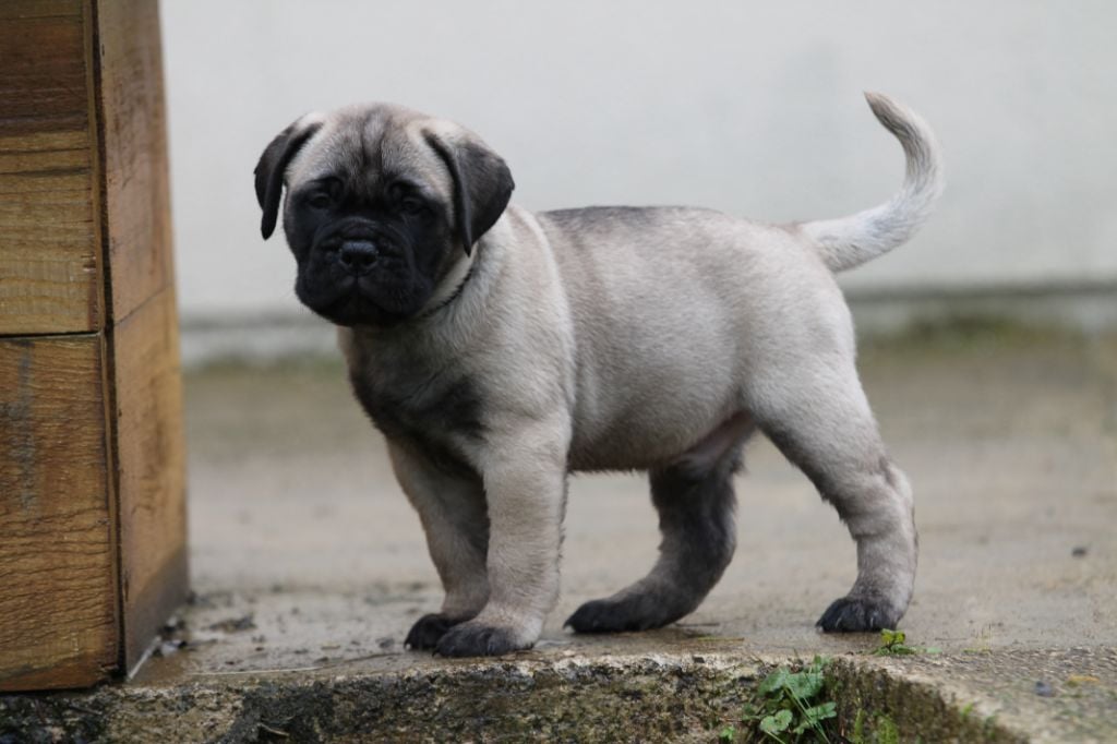 The Archer Of Little Oven S Bull - Chiots disponibles - Bullmastiff